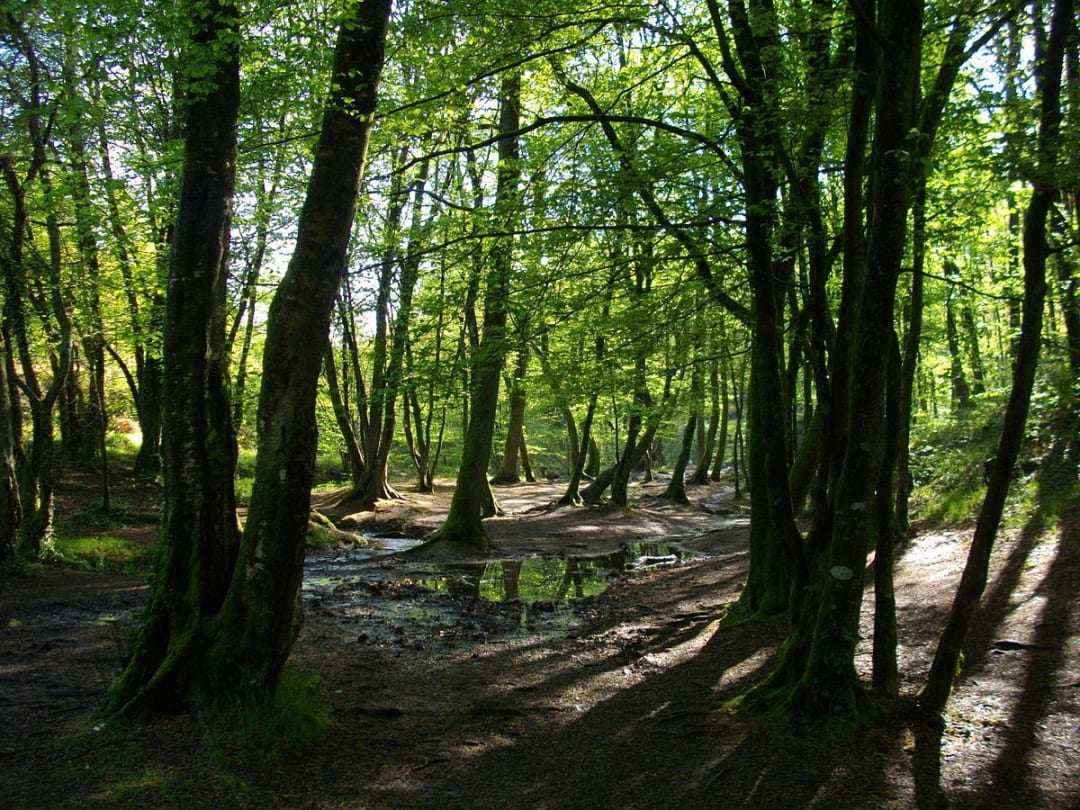 Brocéliande Ormanı (Fransa)