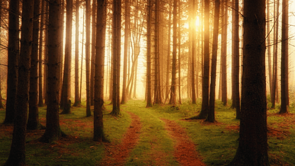 Avrupa’nın Gizemli 5 Ormanı