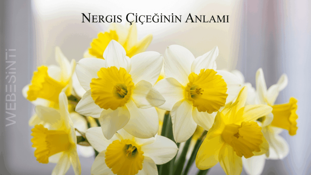 Nergis Çiçeği: Yeniden Doğuş ve Umudun Evrensel Sembolü