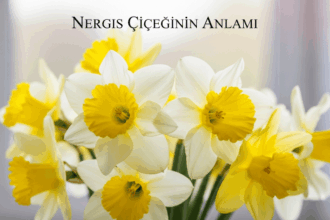 Nergis Çiçeği: Yeniden Doğuş ve Umudun Evrensel Sembolü