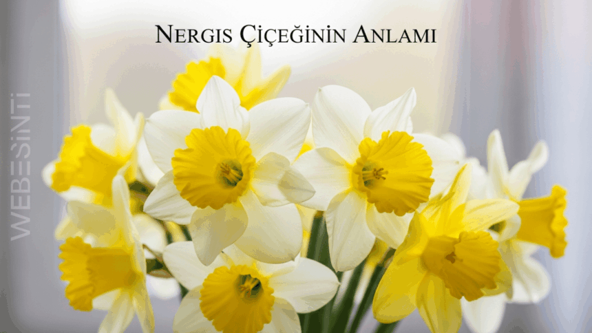 Nergis Çiçeği: Yeniden Doğuş ve Umudun Evrensel Sembolü