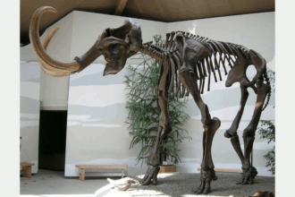 Yünlü Mamut (Mammuthus primigenius): Buzul Çağı’nın Dev Canlısı