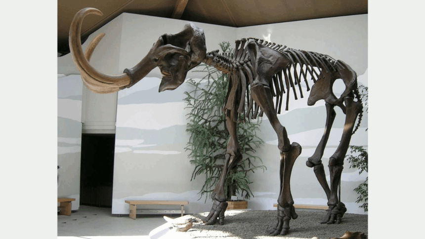Yünlü Mamut (Mammuthus primigenius): Buzul Çağı’nın Dev Canlısı
