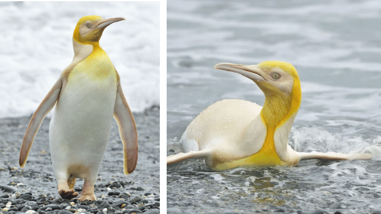 Sarı Penguen: Doğanın Sürprizi