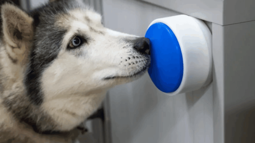 Akıllı Buton Köpeklerin Işık Açmasını ve Çay Demlemesini Sağlıyor